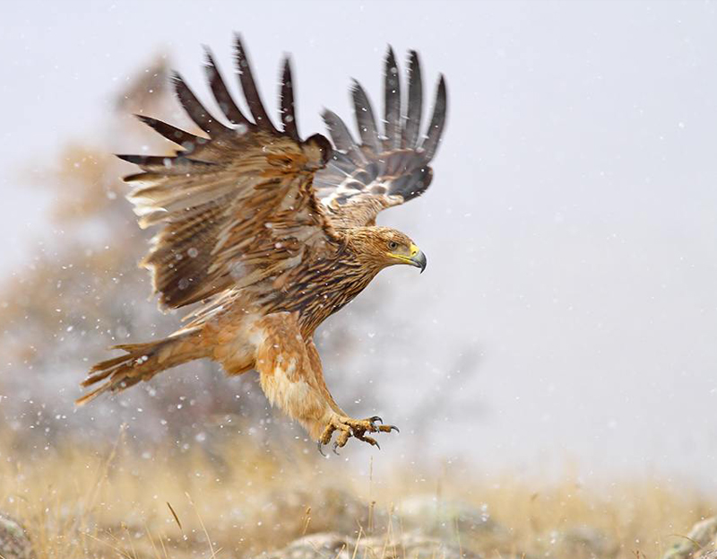 Kuş göç yollarında elektrik çarpmalarını önlemek için uluslararası çalışma başlatıldı
